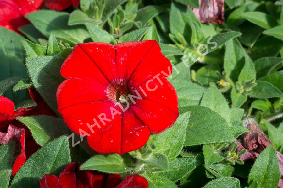 Petúnie velkokvětá 'Musica F1 Red' - Petunia grandiflora 'Musica F1 Red'