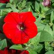 Petúnie velkokvětá 'Musica F1 Red' - Petunia grandiflora 'Musica F1 Red'