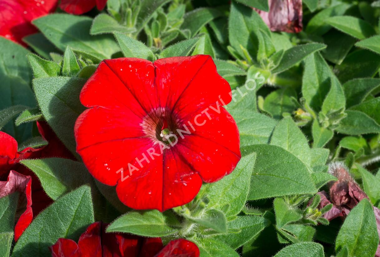 Petúnie velkokvětá 'Musica F1 Red' - Petunia grandiflora 'Musica F1 Red'