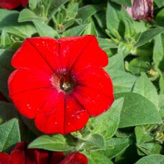 Petúnie velkokvětá 'Musica F1 Red' - Petunia grandiflora 'Musica F1 Red'