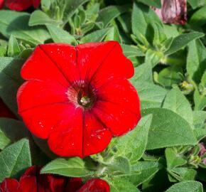 Petúnie velkokvětá 'Musica F1 Red' - Petunia grandiflora 'Musica F1 Red'