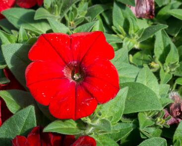 Petúnie velkokvětá 'Musica F1 Red'