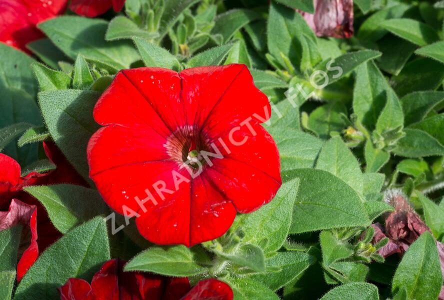 Petúnie velkokvětá 'Musica F1 Red' - Petunia grandiflora 'Musica F1 Red'