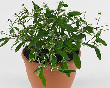 Pryšec třezalkovitý 'Snow Valley'