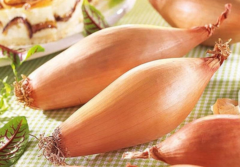 Cibule šalotka, žlutá 'Longor' - Allium cepa v.ascalonicum 'Longor'