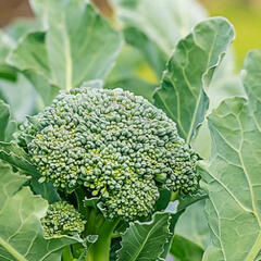 Brokolice 'Apolena F1' - Brassica oleracea var. italica 'Apolena F1'
