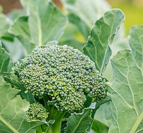 Brokolice 'Apolena F1' - Brassica oleracea var. italica 'Apolena F1'