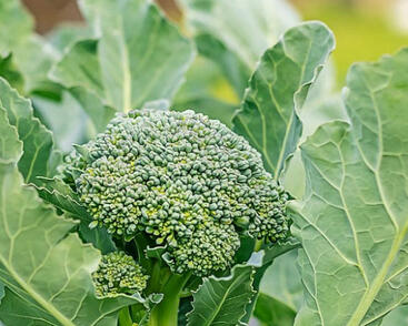 Brokolice 'Apolena F1'