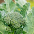 brokolice-apolena-f1.jpg