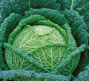 Kapusta hlávková velmi raná 'Raketa' - Brassica oleracea v.sabauda 'Raketa'