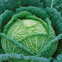 Kapusta hlávková velmi raná 'Raketa' - Brassica oleracea var.sabauda 'Raketa'