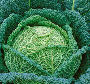 Kapusta hlávková velmi raná 'Raketa' - Brassica oleracea v.sabauda 'Raketa'