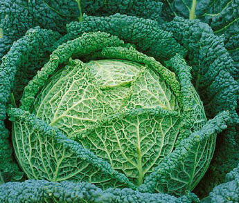 Kapusta hlávková velmi raná 'Raketa'