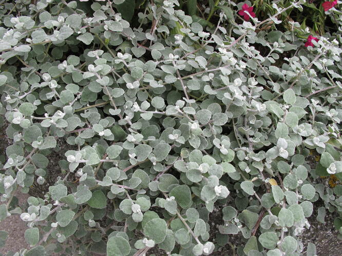 Smil řapikatý 'Silver Mini' - Helichrysum petiolare 'Silver Mini'