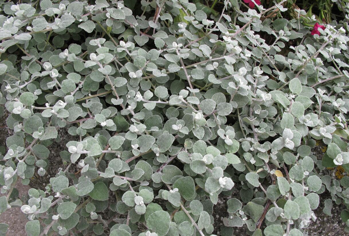 Smil řapikatý 'Silver Mini' - Helichrysum petiolare 'Silver Mini'