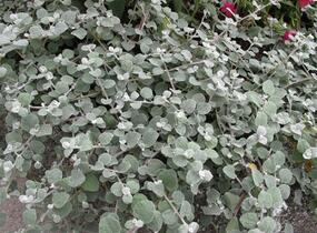 Smil řapikatý 'Silver Mini' - Helichrysum petiolare 'Silver Mini'