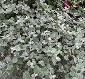 Smil řapikatý 'Silver Mini' - Helichrysum petiolare 'Silver Mini'