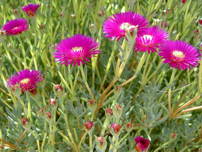 Lamparantus 'Rosa' - Lampranthus roseus 'Rosa'