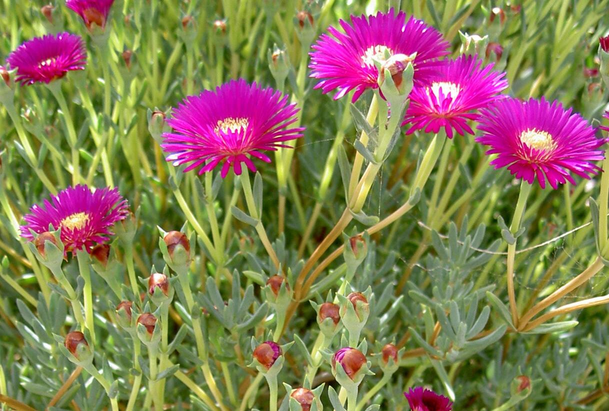 Lamparantus 'Rosa' - Lampranthus roseus 'Rosa'