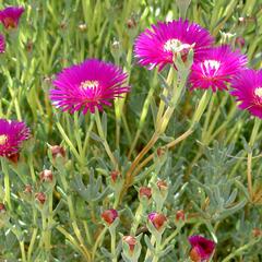Lamparantus 'Rosa' - Lampranthus roseus 'Rosa'