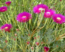 Lamparantus 'Rosa'