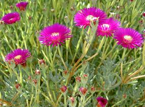Lamparantus 'Rosa' - Lampranthus roseus 'Rosa'