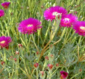 Lamparantus 'Rosa' - Lampranthus roseus 'Rosa'