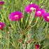 lamparantus-rosa.jpg