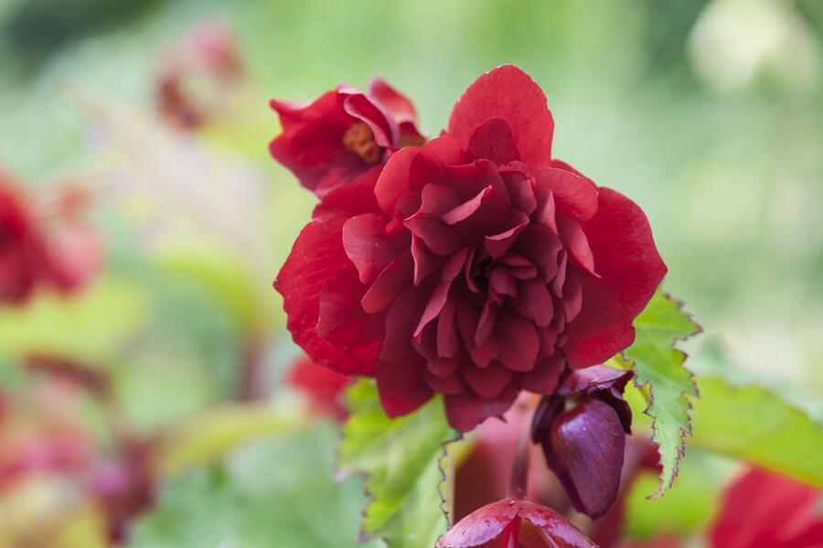Begónie hlíznatá 'Illumination Scarlet' - Begonia tuberhybrida 'Illumination Scarlet'