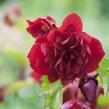 Begónie hlíznatá 'Illumination Scarlet' - Begonia tuberhybrida 'Illumination Scarlet'