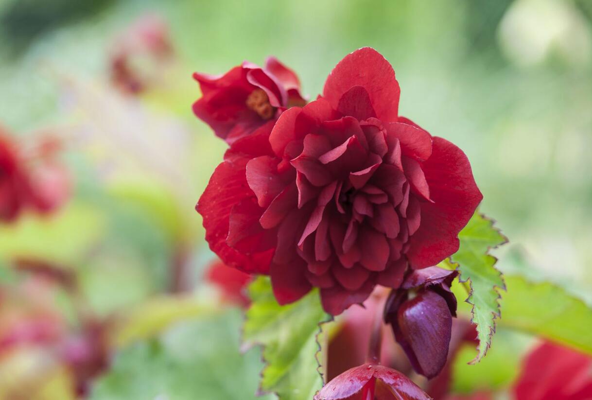 Begónie hlíznatá 'Illumination Scarlet' - Begonia tuberhybrida 'Illumination Scarlet'