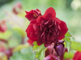 Begónie hlíznatá 'Illumination Scarlet' - Begonia tuberhybrida 'Illumination Scarlet'
