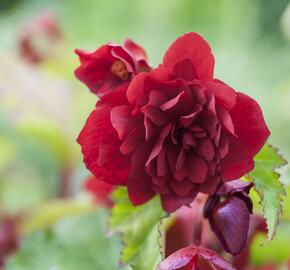 Begónie hlíznatá 'Illumination Scarlet' - Begonia tuberhybrida 'Illumination Scarlet'