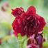 begonie-hliznata-illumination-scarlet.jpg