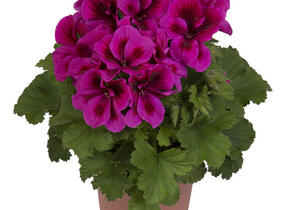 Muškát, pelargonie velkokvětá 'Elegance Adriana' - Pelargonium grandiflorum 'Elegance Adriana'