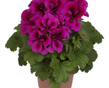 Muškát, pelargonie velkokvětá 'Elegance Adriana'