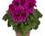 Muškát, pelargonie velkokvětá 'Elegance Adriana'