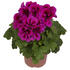 muskat-pelargonie-velkokveta-elegance-adriana.jpg