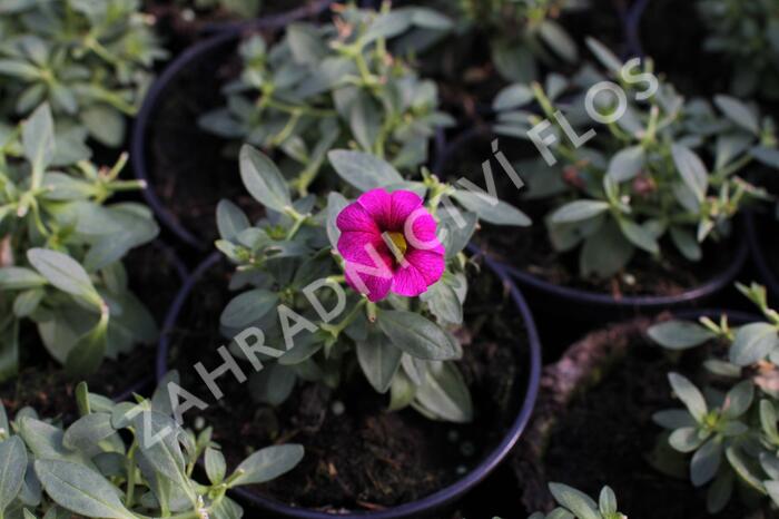 Minipetúnie, Million Bells 'Aloha Kona Neon' - Calibrachoa hybrida 'Aloha Kona Neon'