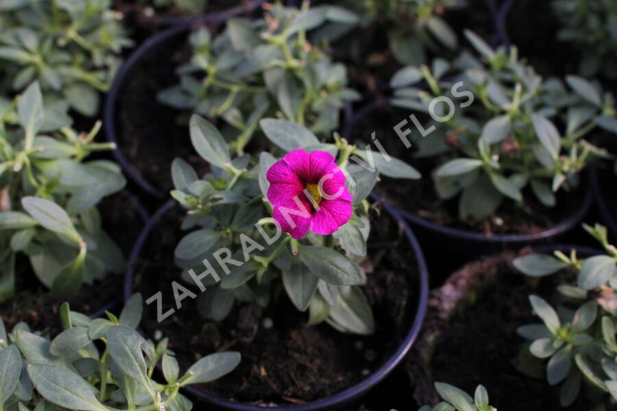 Minipetúnie, Million Bells 'Aloha Kona Neon' - Calibrachoa hybrida 'Aloha Kona Neon'