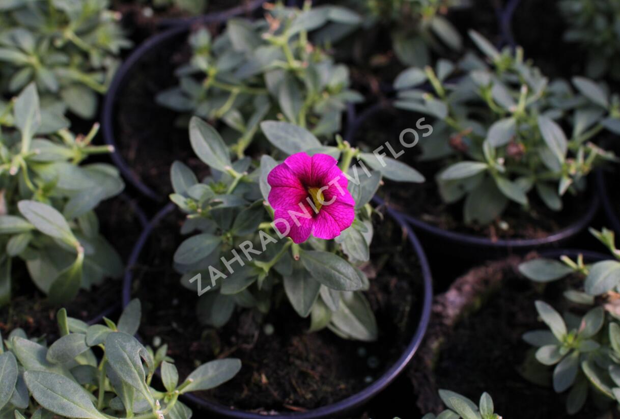 Minipetúnie, Million Bells 'Aloha Kona Neon' - Calibrachoa hybrida 'Aloha Kona Neon'