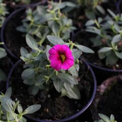 Minipetúnie, Million Bells 'Aloha Kona Neon' - Calibrachoa hybrida 'Aloha Kona Neon'