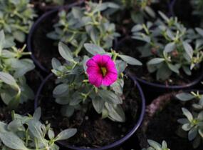 Minipetúnie, Million Bells 'Aloha Kona Neon' - Calibrachoa hybrida 'Aloha Kona Neon'