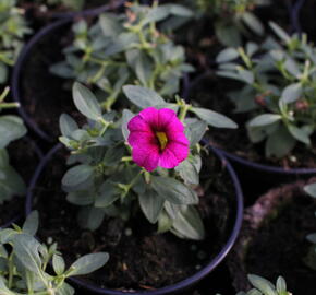 Minipetúnie, Million Bells 'Aloha Kona Neon' - Calibrachoa hybrida 'Aloha Kona Neon'