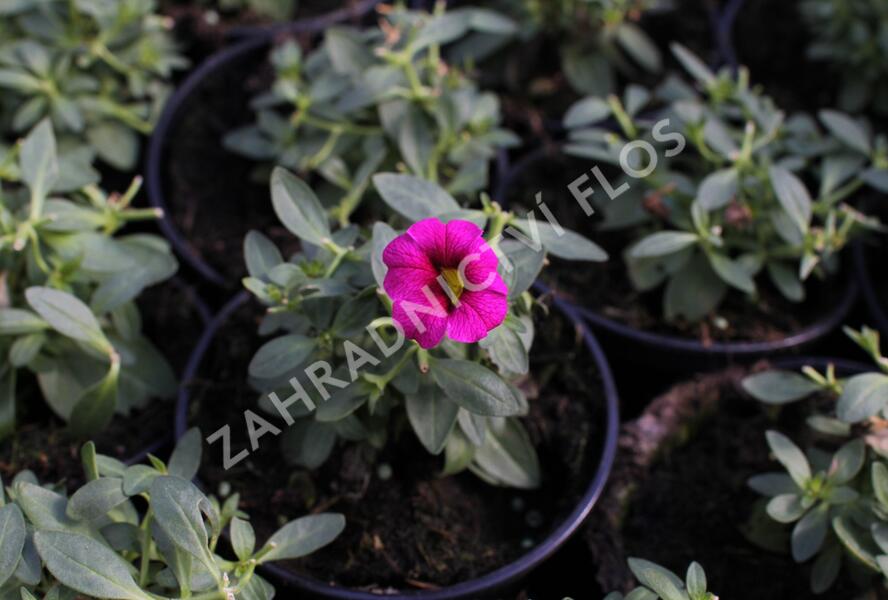 Minipetúnie, Million Bells 'Aloha Kona Neon' - Calibrachoa hybrida 'Aloha Kona Neon'