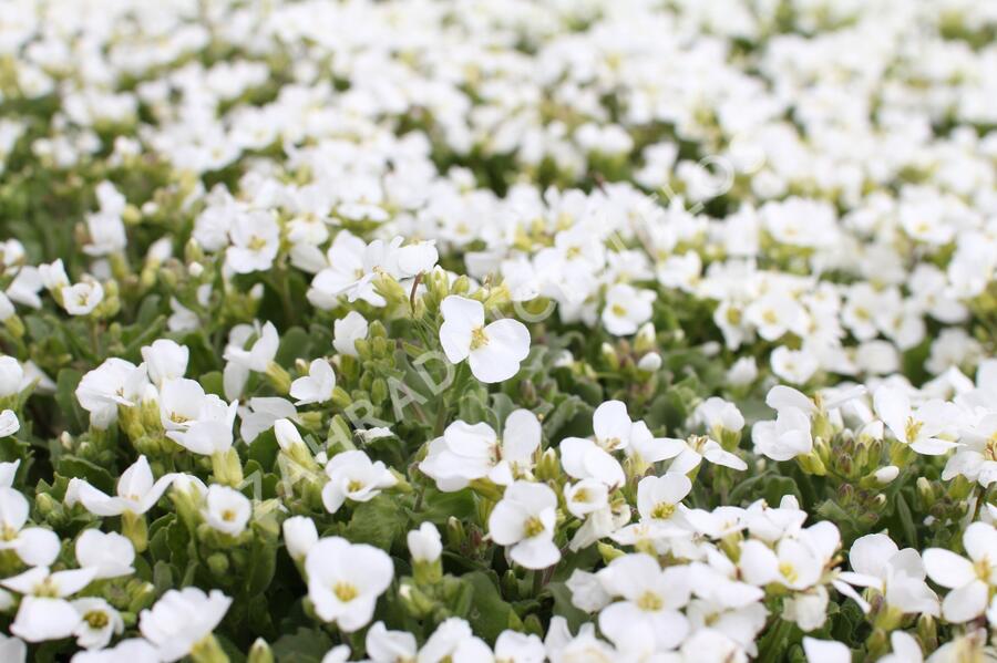 Huseník kavkazský 'Compacta Schneehaube' - Arabis caucasica 'Compacta Schneehaube'