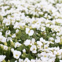 Huseník kavkazský 'Compacta Schneehaube' - Arabis caucasica 'Compacta Schneehaube'