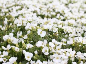 Huseník kavkazský 'Compacta Schneehaube' - Arabis caucasica 'Compacta Schneehaube'