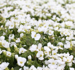 Huseník kavkazský 'Compacta Schneehaube' - Arabis caucasica 'Compacta Schneehaube'