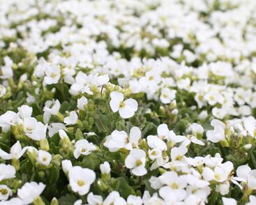 Huseník kavkazský 'Compacta Schneehaube'